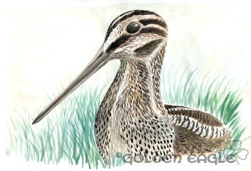 Acquerelli - Golden eagle